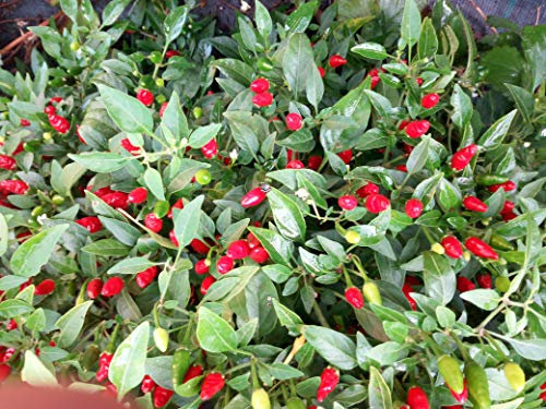 GRAINES DE PIMENT-pimenta malagueta