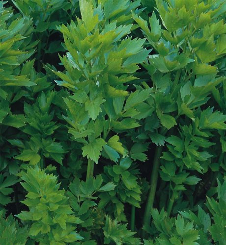 Just Seed - Herb - Lovage - Levisticum officinale - 2500 Seeds - Bulk Packet