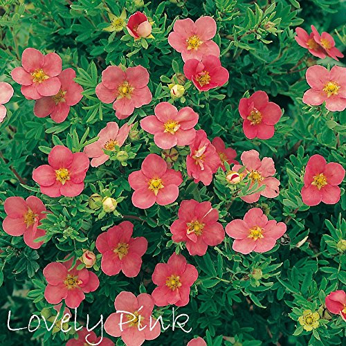 Fingerstrauch 'Lovely Pink' Potentilla Dasiphora fruticose Strauch mit rosa-pinken Blüten als Hecke oder in Einzelstellung - Dauerblüher von Garten Schlüter - Pflanzen in Top Qualität