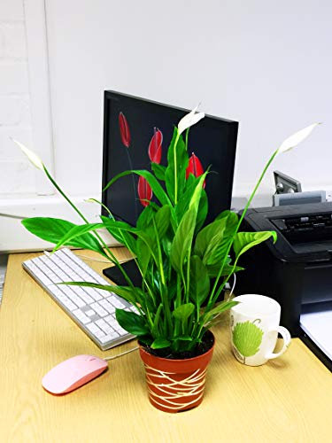 Easy Plants - Peace Lily House Plant in Pot with Metallic Interweave Line, 40-50cm Tall(Including Pot Height)