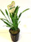 Mühlan Wasserpflanzen 1 pot de Cryptocoryne parva (plante aquatique)