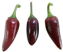 10 x Jalapeno pourpre piment graines