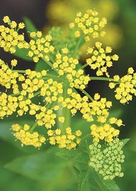 Golden Alexander (Zizia Aurea), Seed Packet, True Native Seed