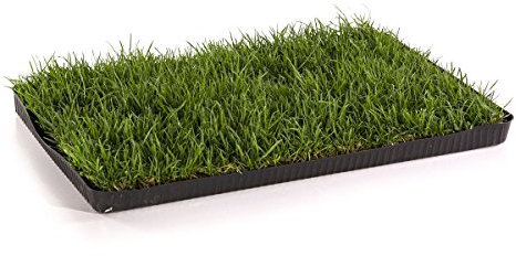 MIAU Katzengras fertig gewachsen 60x40cm - sofort nutzbar, kein aussäen, kein Samen, sondern echtes Gras - weich & echt - Katzen Grass für Katzen - Katzenwiese für Balkon & Innenbereich (1er Pack)