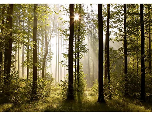 Runa Art Papel tapiz fotográfico 396 x 280 cm Paisaje Forestal Sun | Lana Decoración De Pared Sala Cuarto | Fabricación alemana | verde marrón 9010012a