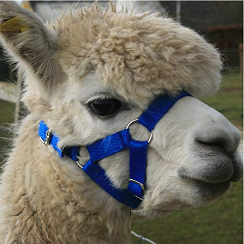 Alpaca Headcollar - Halter Buckle Fastening - Royal Blue - LARGE