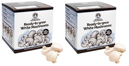 Merryhill Mushrooms - Fresh White Mushroom Growing Kit | Gardening Gifts for Women, Men & Kids | Grow Your Own Kits | Easy & Delicious to Eat | Mushroom Gifts (2 White Mushroom Grow Kits)
