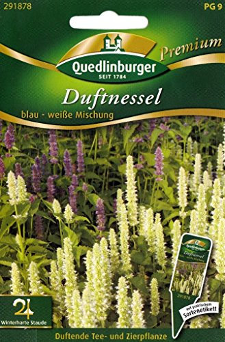 Duftnessel, Schmetterlings - Magnet, Agastache foeniculum, ca. 100 Samen