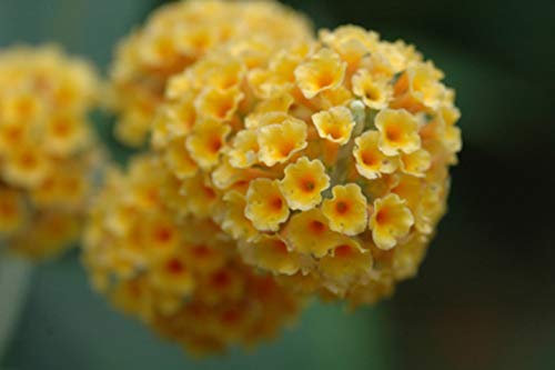 RP Seeds Buddleia globosa (Orange Ball Tree) - 25 Seeds