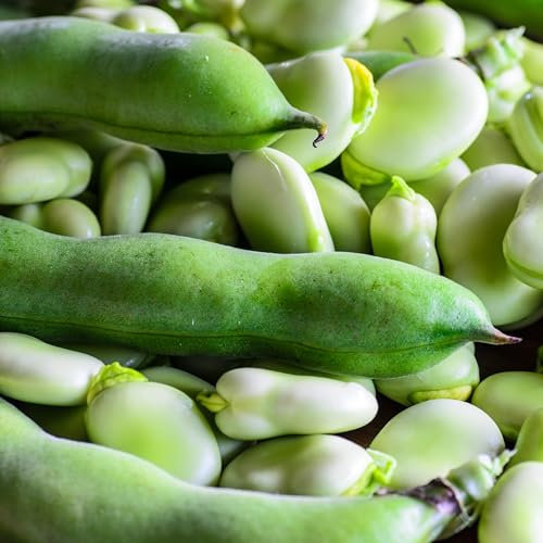 PREMIER SEEDS DIRECT - Broad Bean Seeds - Masterpiece Green - 75 GRAMS