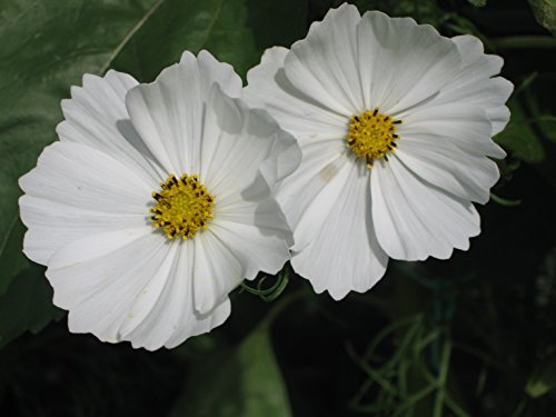 PREMIER SEEDS DIRECT - Cosmos - BIPINNATUS - Purity - 300 Flower Seeds