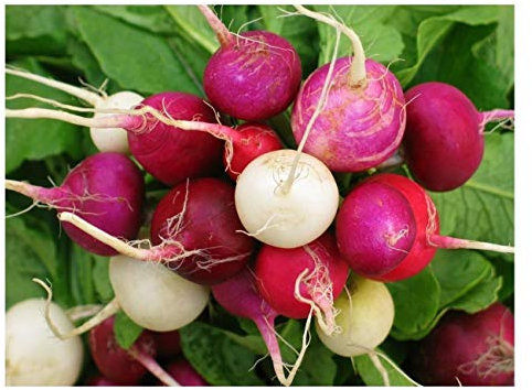 PREMIER SEEDS DIRECT - Radish Seeds - Mixed Coloured - Easter Egg - 500 Seeds - Organic