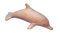 Delphin Holz natur 12 cm
