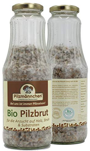 Bio Pom Pom Körnerbrut - Pilze selber züchten