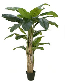 Europalms 82509539 Bananträd, 170 cm