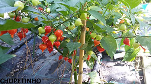 Semi di peperoncino Chupetinho