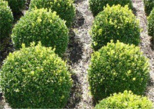 Buchsbaum Kugel 20-25cm