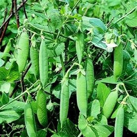 PREMIER SEEDS DIRECT - PEA - KELVEDON WONDER - 250 SEEDS (EARLY AND MAIN CROP)