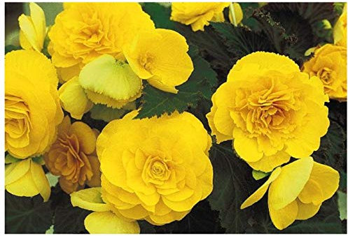 PREMIER SEEDS DIRECT - Begonia Tuberous - Non Stop F1 - Yellow (150 Pellets)