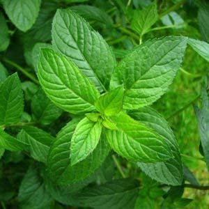 SeeKay Peppermint Appx 2,000 Seeds 'Mentha piperita'