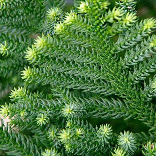 Araucaria Cunninghamii Seeds
