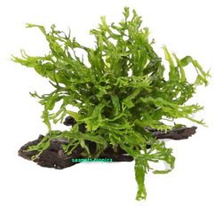 Microsorum Pteropus Windelov On Wood - Nano