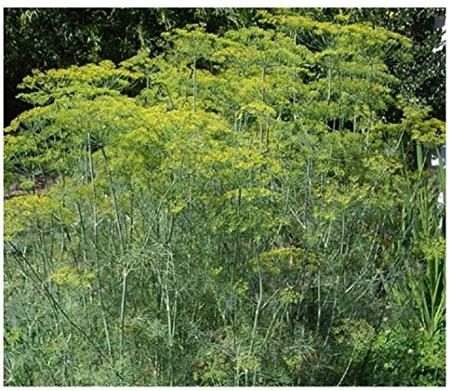 PREMIER SEEDS DIRECT - HERB - Dill - Mammoth - 1500 Seeds (Organic/BIO) - ANETHUM GRAVEOLENS