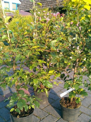 Rotbuche Fagus sylvatica 80-100 cm hoch im 5 Liter Pflanzcontainer