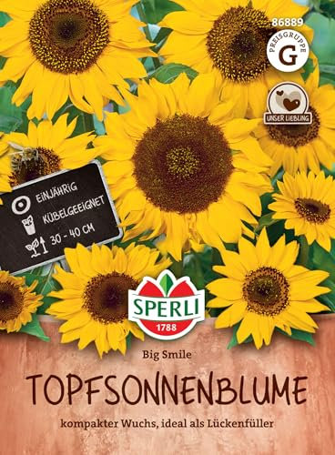 Sperli Topfsonnenblumensamen Big Smile 86889 - einjährig - Kübelgeeignet - 30-40cm - kompakter Wuchs - idealer Lückenfüller - Blumenwiese Samen, Saatgut
