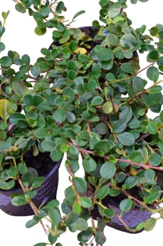 Cotoneaster dammeri Streibs Findling 15-20 cm Topfballen 1 VE = 40 Stck.
