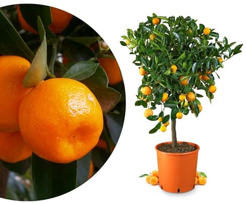 Meine Orangerie Calamondin - veredelte Calamondin Orange - echter Citrusbaum - Calamansi - fruchtreifer Zitrusbaum in Gärtnerqualität - Mini-Orangenbäumchen (Topf Ø 20cm)
