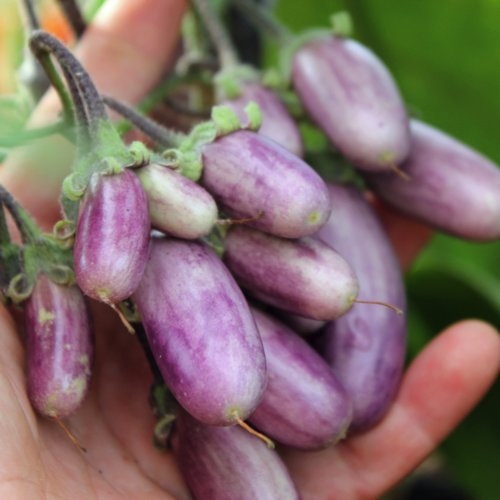 MELANZANA A GRAPPOLI NR.100 SEMI