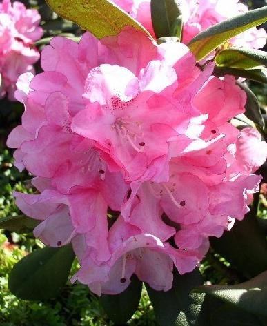 Yakushima Alpenrose Rhododendron yakushimanum Anuschka 30-40 cm hoch im 5 Liter Pflanzcontainer