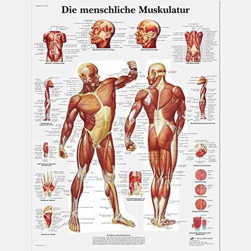 3B Scientific Lehrtafel nicht laminiert - Die menschliche Muskulatur