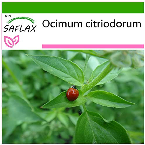 SAFLAX - Basilic citronné - 200 graines - Avec substrat - Ocimum citriodorum