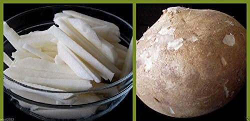 PinkdoseÂ 10 Semi True Jicama Seeds, Pachyrhizus Erosus AK A, Fagiolo Yam rampicante, Rapa messicana