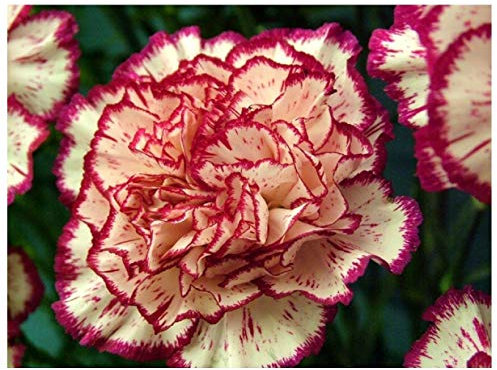 PREMIER SEEDS DIRECT - Carnation - Double Striped - 350 Finest Seeds