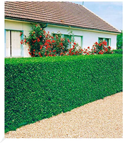 BALDUR Garten immergrün Liguster-Hecke, 3 Pflanzen Ligustrum vulgare 'Atrovirens', Sichtschutz, winterhart, Wasserbedarf gering, Ligustrum ovalifolium