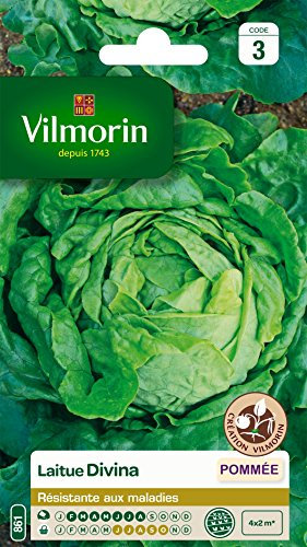 Vilmorin 3628343 Pack de Graines Laitue Pommée Divina Création