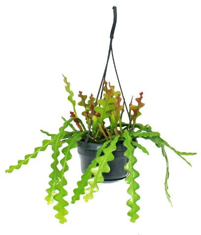 Exotenherz - Epiphyllum anguliger - Schwert-Kaktusim - Krokodilschwanz-Kaktus - 14cm Ampeltopf