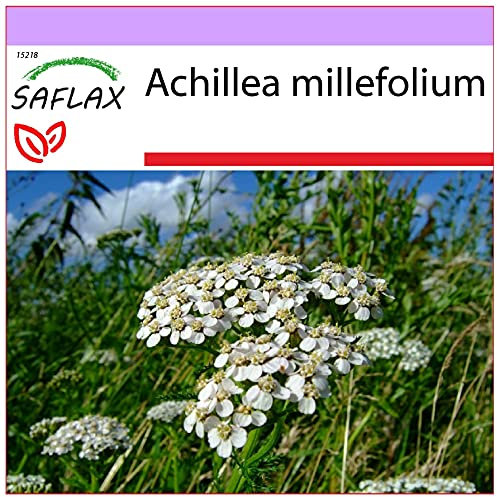 SAFLAX - Milenrama - 200 semillas - Achillea millefolium