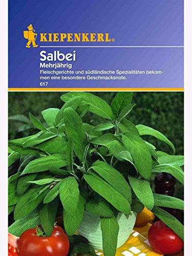 Kiepenkerl Salbei Mehrjährig