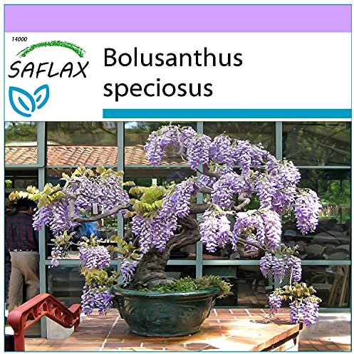 SAFLAX - Glycine arbre - 15 graines - Bolusanthus speciosus