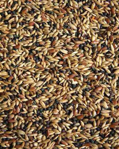 Goldkorn Kanarienfutter Züchter 25kg