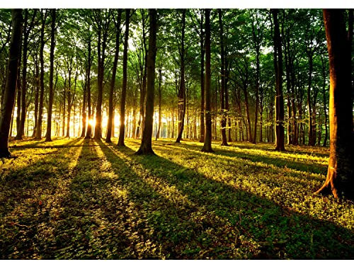 Runa Art Fototapete Wald Landschaft Sonne 352 x 250 cm Vlies Tapeten XXL Moderne Wandtapete Wohnzimmer Schlafzimmer Grün Gelb 9010011b