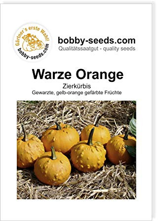 Warze orange Zierkürbis von Bobby-Seeds, Portion