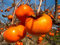Japanische Persimmon, Diospyros Kaki, Baum 5 Samen (Essbare Auffälliges Früchte, Fall-Farbe)