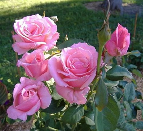 Müller Münchehof GmbH Beetrose in div. Farbnuancen Farbe Rot