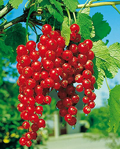 Rote Johannisbeere 'Rovada®' - Halbstamm