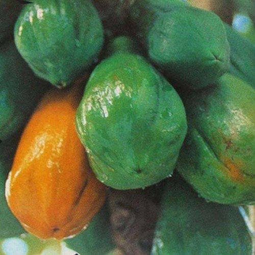 Plant World Seeds - Carica Papaya Seeds (Tropical Fruit Seeds)
